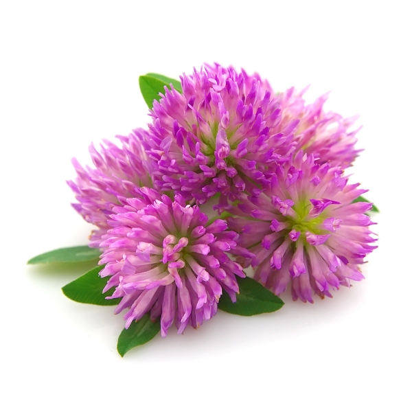 Clover Flower Extract