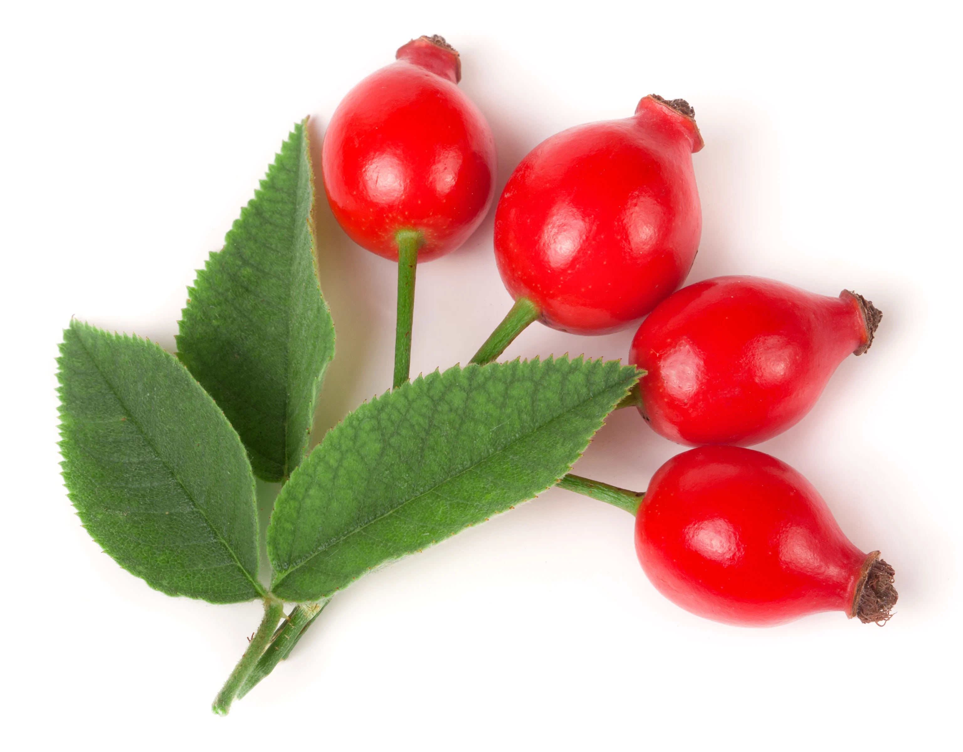 ROSEHIP