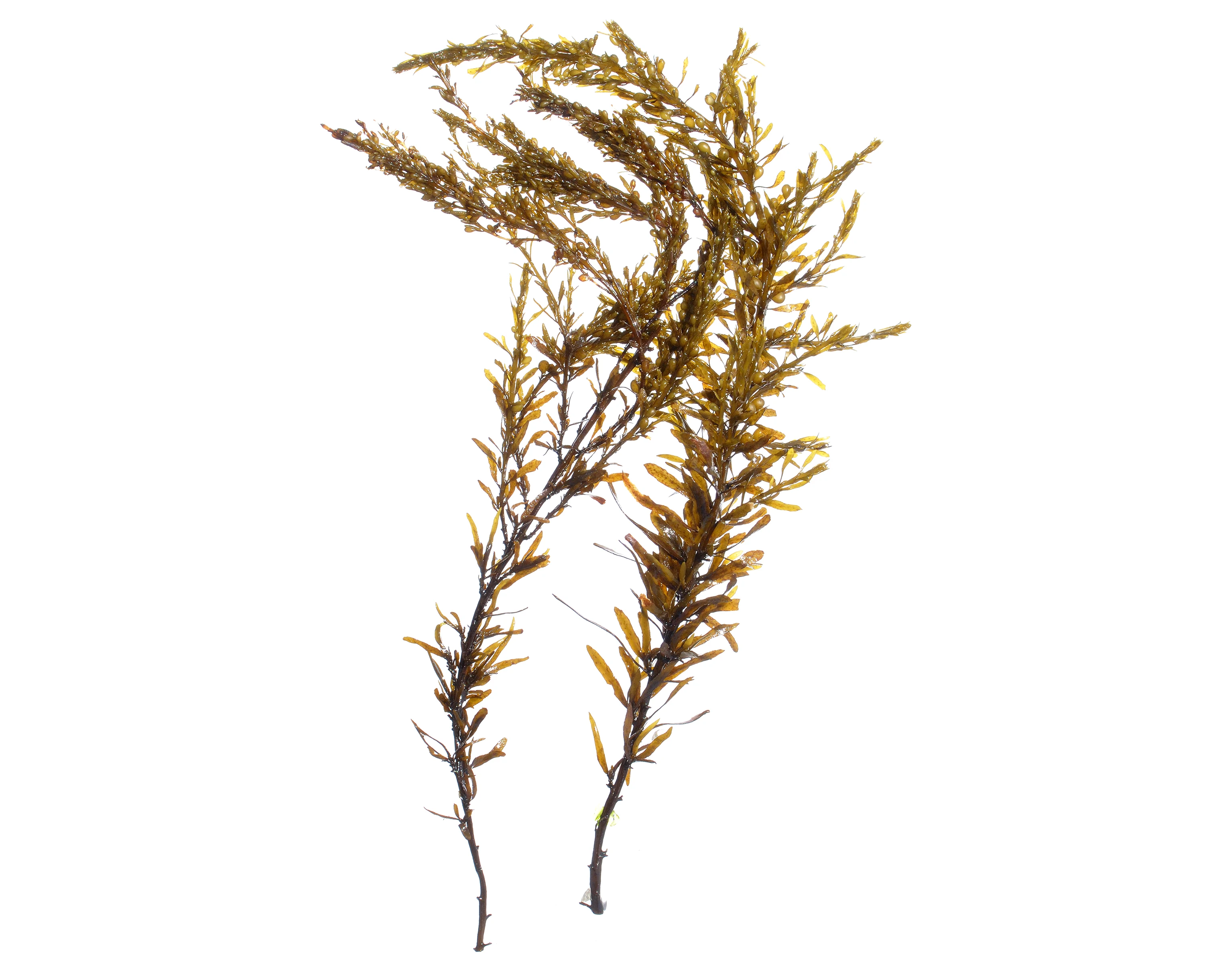 Brown Algae
