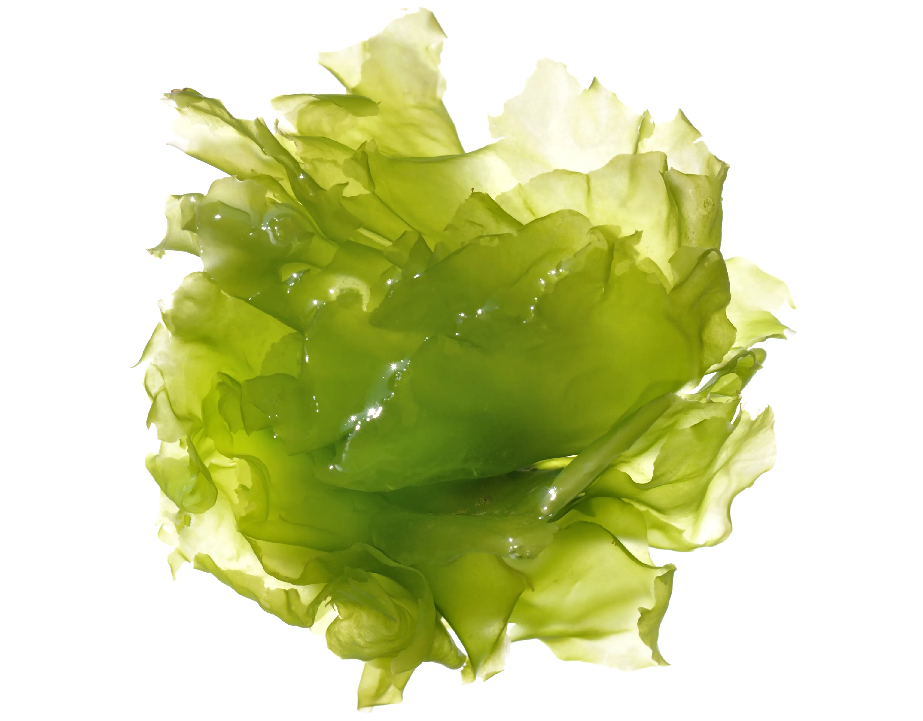 SEAWEED